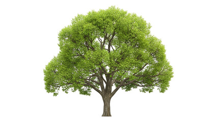 Large green tree with lush foliage on a white background.