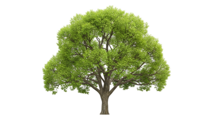Large green tree with lush foliage on a white background.