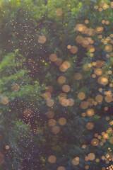Swarming insects in a wooded meadow at sunset