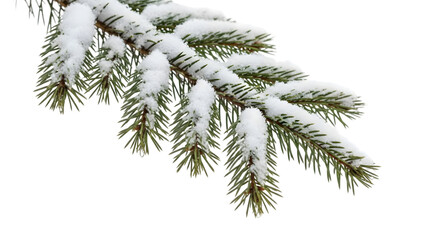 Snow-covered evergreen branch isolated on white background.