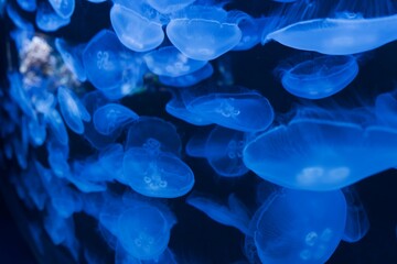 jellyfish in the water © Plesca