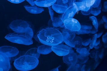jellyfish under water © Plesca
