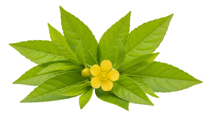 Vibrant yellow flower with lush green leaves on white background