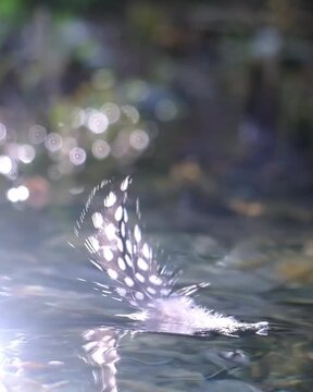 Delicate Spotted Feather Floating on Peaceful Water Surface