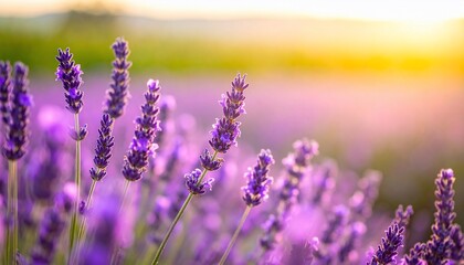 Obraz premium A serene field of lavender flowers basking in the golden hour sunlight's embrace