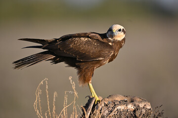 Western Marsh Harrier perched at dawn