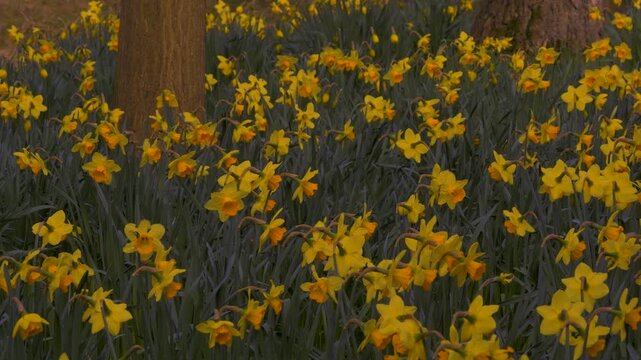 many daffodil, yellow and orange spring flowers, around trees, swaying in shade, sun emerges and shines bright dappled light
