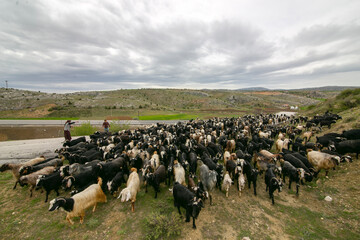Goat herd