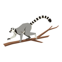Ring tailed lemur perched on branch. © progoz