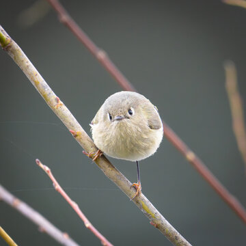 A ruby-crowned kinglet perched on a branch near Fresno, California.
