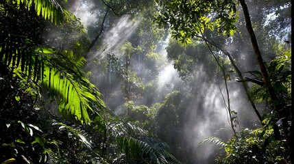 Fototapeta premium Sunlight streams through the misty canopy of a lush green rainforest jungle