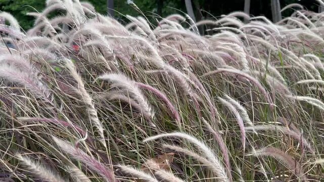 The ornamental grasses swayed gently in the wind.