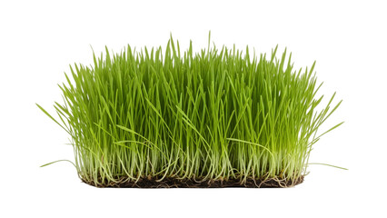 Green grass patch isolated on a white background