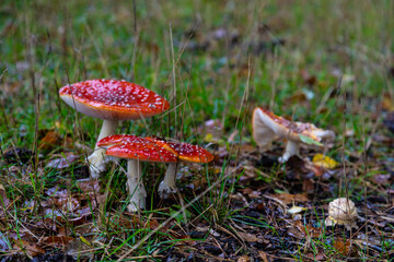 Close-up.  Fly agaric  (Amanita muscaria ) on a rainy morning. Amanita muscaria is the most common poisonous mushroom growing in Polish forests.