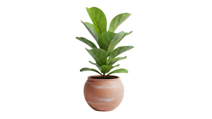 Lush fiddle leaf fig plant in a terracotta pot on white background.