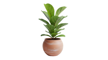 Lush fiddle leaf fig plant in a terracotta pot on white background.