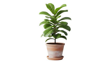 Vibrant green potted plant on a white background