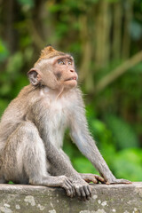 Naklejka premium Ubud Indonesia 15 11 2025 Monkey sitting in a green park surrounded by lush vegetation in Ubud Bali Indonesia.