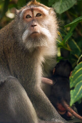 Ubud Indonesia 15 11 2025 Monkey sitting in a green park surrounded by lush vegetation in Ubud Bali...