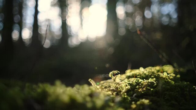 Moss covered log in forest with golden sunlight and bokeh