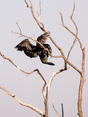 Cormorant maneuvering among bare branches