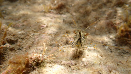 Rockpool prawn or grass prawm (Palaemon elegans) undersea, Ligurian Sea, Italy, Imperia