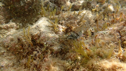 Rockpool prawn or grass prawm (Palaemon elegans) undersea, Ligurian Sea, Italy, Imperia