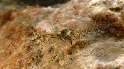 Rockpool prawn or grass prawm (Palaemon elegans) undersea, Ligurian Sea, Italy, Imperia
