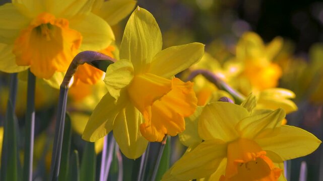 daffodil close up, yellow flowers bouncing around in breeze, dappled sunshine, bright Spring blooms