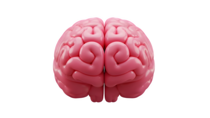 Pink Human Brain Model Front View - Anatomy, Neurology, Intelligence, Mind Concept, Medical Science & Mental Health