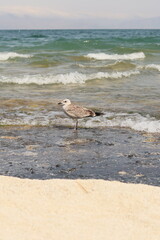 Seabird resting on the shore with clear sand and water in the background.
