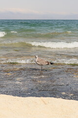 Seabird resting on the shore with clear sand and water in the background.