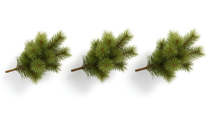 Obraz premium Triple Pine Sprigs — Fresh Green Pine Branches Isolated on White (High-Res, Transparent)