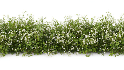 Obraz premium White Flower Groundcover Border — Delicate Meadow Blossoms on Green Foliage Isolated (High‑Res, PNG)
