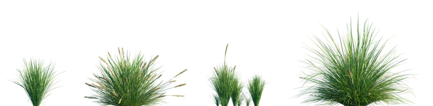 Set of Carex appressa (the tall sedge) isolated frontal png on a transparent background perfectly cutout