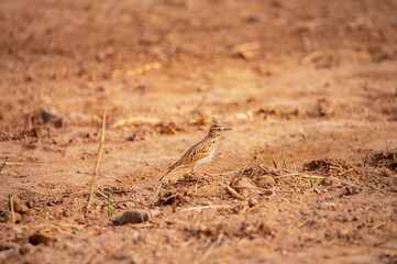 wild bird on the ground