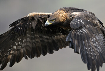 Golden Eagle in flight with head and wing detail