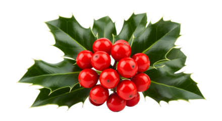 Vibrant red holly berries nestled amongst glossy green leaves, a classic symbol of winter and festive cheer.