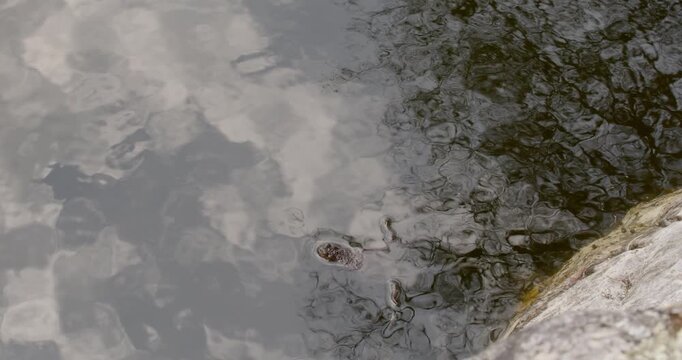 Close-up of a Common toad (bufo bufo) is floating near rock in a pond in spring, Mustavuori, Helsinki, Finland.