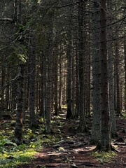 Snowy forest path surrounded by tall pine trees, winter sunlight filtering through branches creating a peaceful atmosphere.