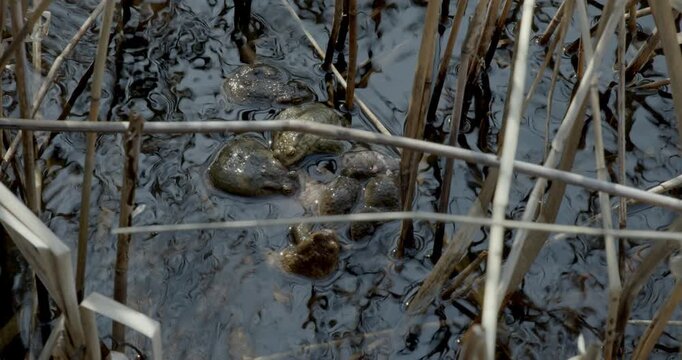 Close-up of a mating ball of Common toads (bufo bufo) among the reeds in a pond in spring, Mustavuori, Helsinki, Finland.