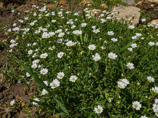 Cerastium arvense grows in the meadow among the grasses, beautiful gentle soft summer bouquet banner