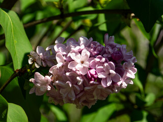 Blooming lilac flowers of syringa vulgaris blooming in summer garden © Ana