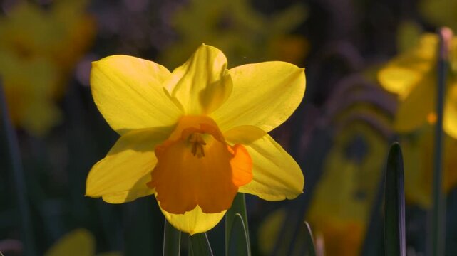 close up daffodil flower, yellow spring bloom backlit by sunlight, dancing in a breeze