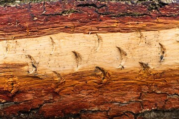 Natural wood bark texture with visible insect trails and layered fibers. Warm brown tones and rough organic surface create a rustic ecological background for design and branding use.