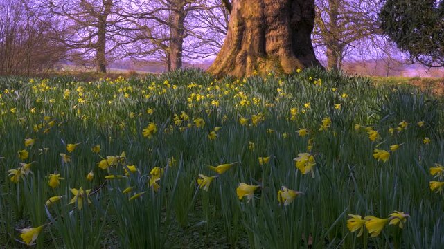 swathe of daffodils in woodland, sunshine comes and goes as light changes, bright, colourful spring nature scene