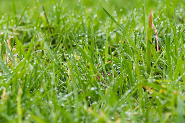 Vibrant Green Grass Blades covered with sparkling dew drops 