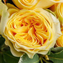 Yellow garden rose close up with layered petals