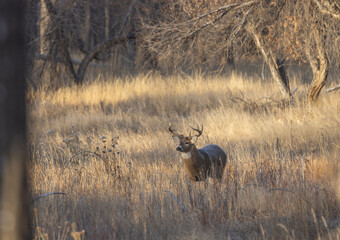 Buck Whitetail Deer During the Rut in Autumn in Colorado