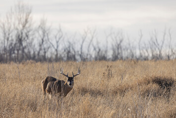 Buck Whitetail Deer During the Rut in Autumn in Colorado